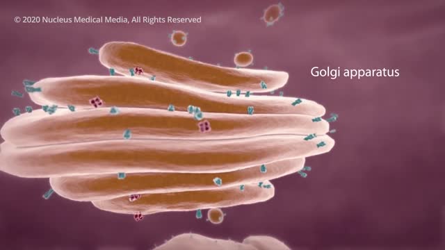 COVID19 Animation What Happens When You Get Coronavirus