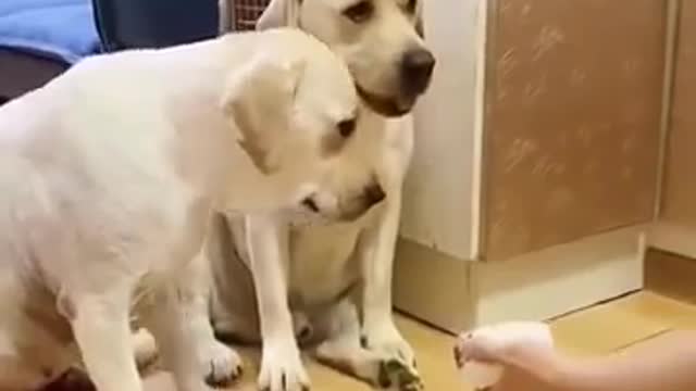 Puppys video 😂 what kind