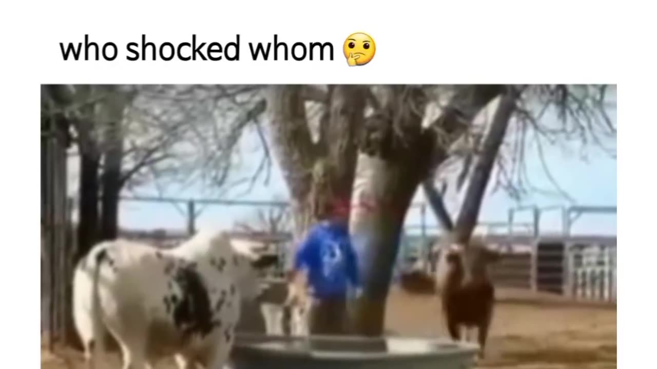Who shoked whom funny animals