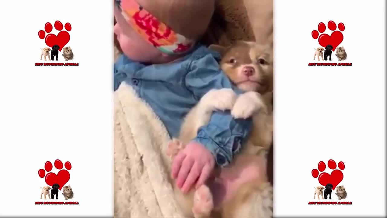 Animais Fofoss