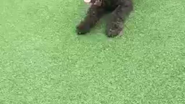 Funny dog,videos