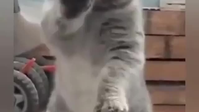 The Cat Is Dancing 😝