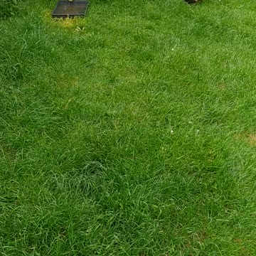 Good night! 💚🦆