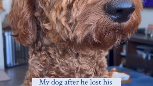 Dog say something to you know that hhhhh hhh
