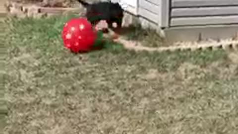 Small puppy playing football with high spirit!