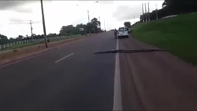 Traffic halts as Giant Anaconda Crosses Road in Brazil; Video Goes Viral