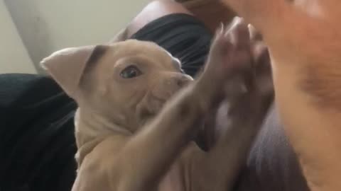 Small grey dog pitbull puppy on back