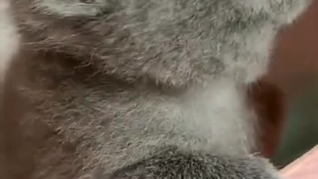 Cute cats