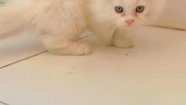 Baby Akira is searching for food