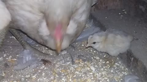 Easter Egger Family