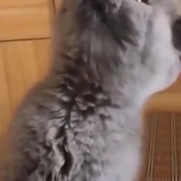 2021 Kittens & Pupp's Cutest