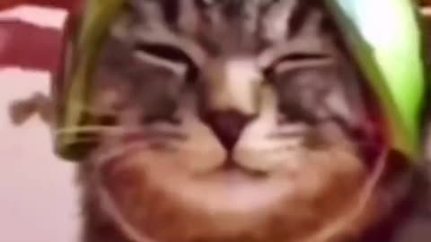 funnyvideos#cute#cat