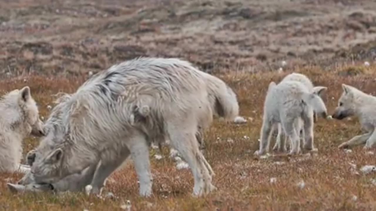 a wolf's sense of smell is 40 times that of a human