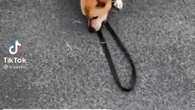 I tried giving my dog freedom just like other owners and see what happens 😂😂