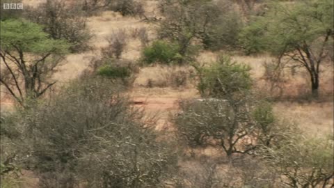 Young Elephants Fight To Survive | This Wild Life | BBC Earth