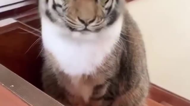 My cat pretends to be a huge tiger