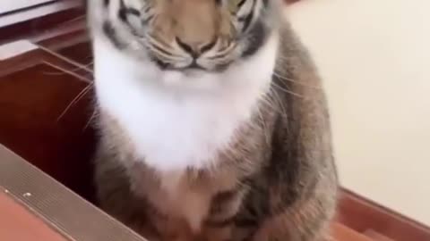 My cat pretends to be a huge tiger