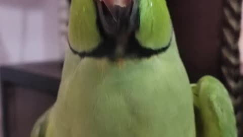 Saath nibhna sathiya parrot funny video