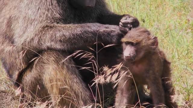 a mother baboon picks fleas and ticks off of her baby during this grooming ritual