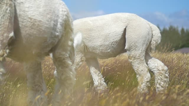 A tracking shot of a white Alpaca