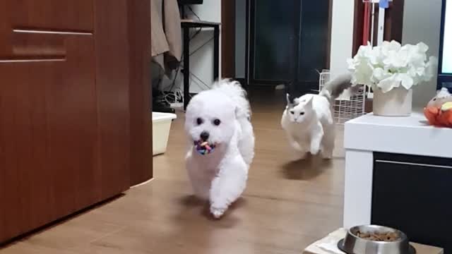 How to live with cats and dogs