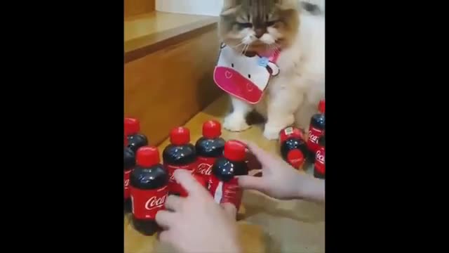 Best OF 2020 Funny Animals