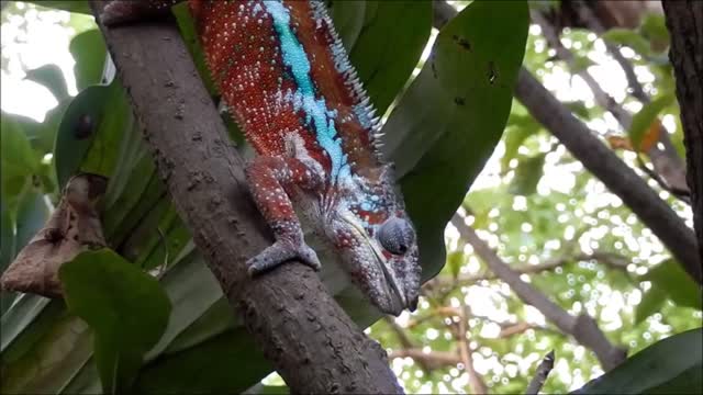 Chameleon Eat Hunting caught patience New FULL HD New 2021