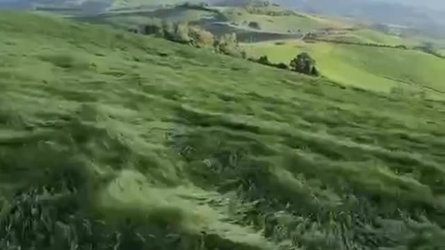 grassland blue sky