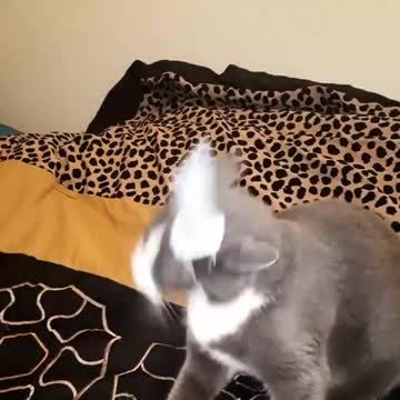 Gato no está emocionado por convertirse en unicornio