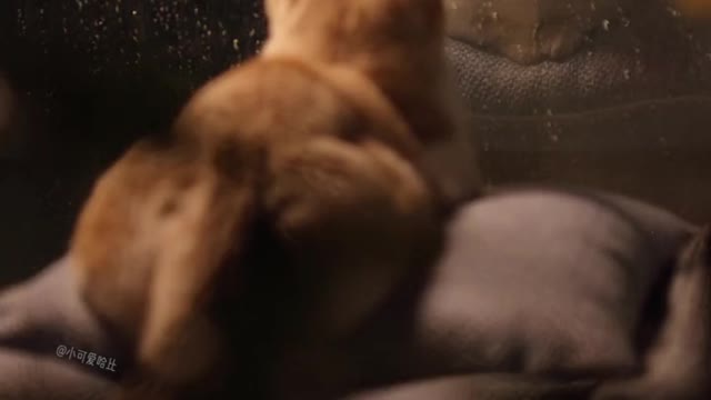 FunnyPetsToday,Funny Cat You Might Never See Before, part118