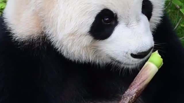 The giant panda