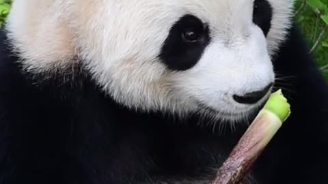 The giant panda