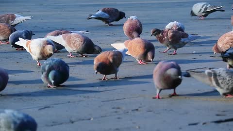 Pigeons on the street eating