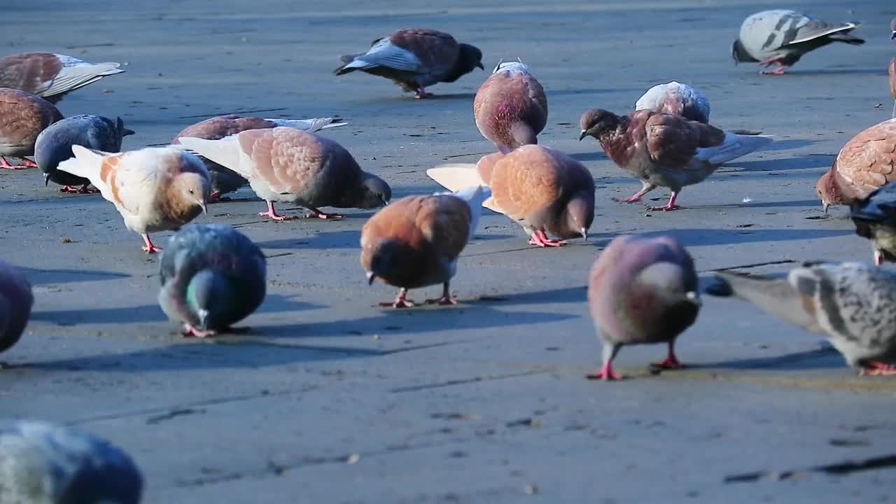 Pigeons on the street eating