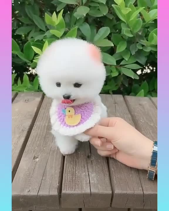 Baby Dogs - Cute and Funny Dog Videos Compilation #3 | Aww Animals