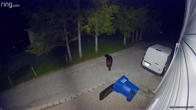 Bear Casually Rummages Through Trash Can For Tortilla Chips