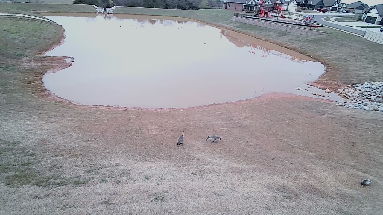 The Pond