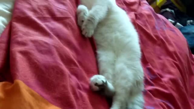 Cat is sleeping