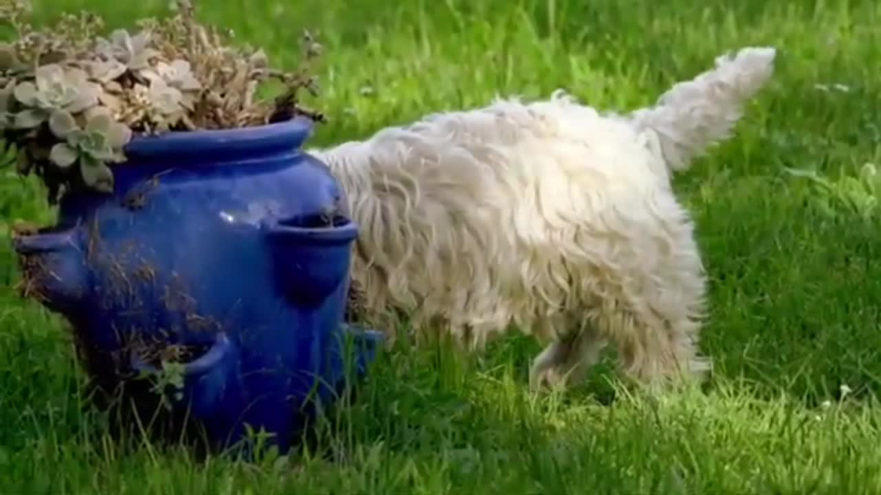 Cute baby dog video