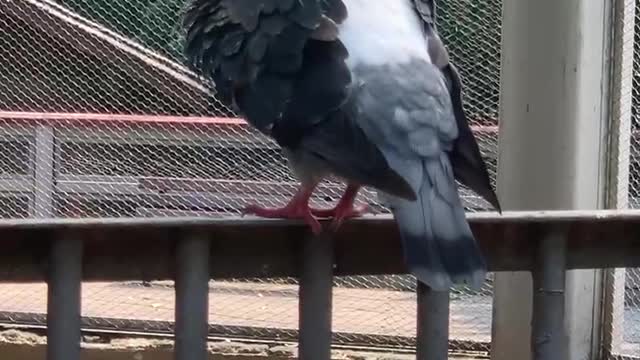 A pigeon that cares for its feathers