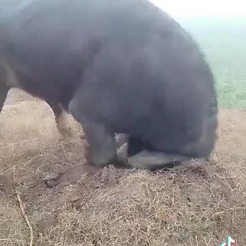 Bull 🐂 training center USA