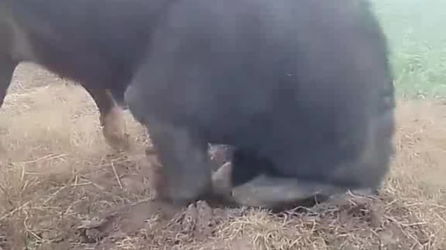 Bull 🐂 training center USA