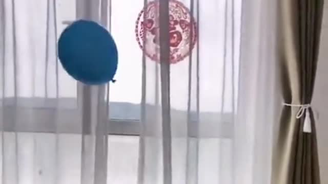 Fun with animals ,Dog having fun time