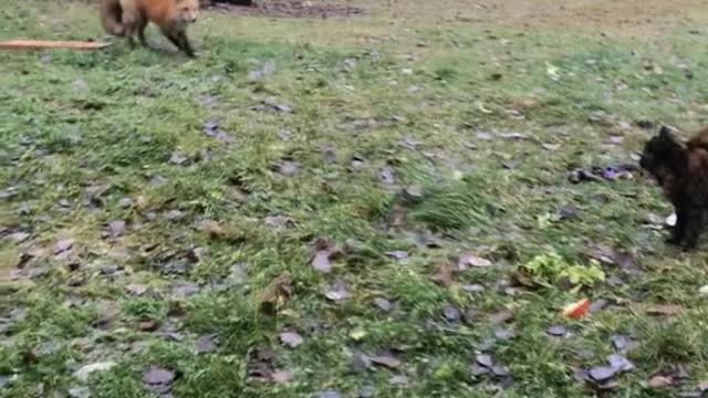 Cats Defend Their Home Turf Against A Fox | Fox Doesn't Stand A Chance Against These Cats