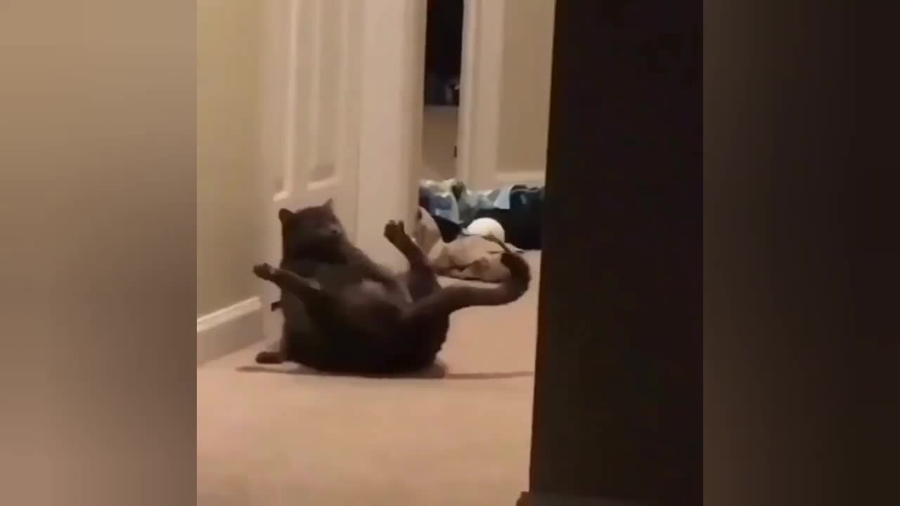 #Animal Videos