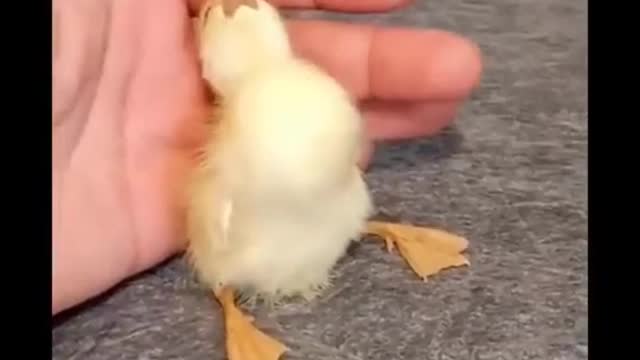 Animals SOO Cute Just a relaxing video - #shorts