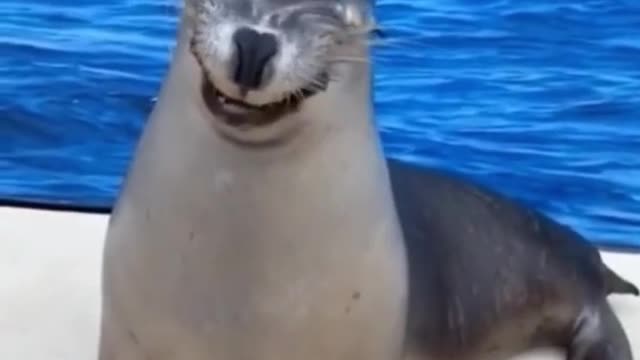 ❤️😹 Funniest Animals 😹 - Best Of 🙊❤️ Funny Animal Videos Ep 13 #Shorts#Pets ❤️