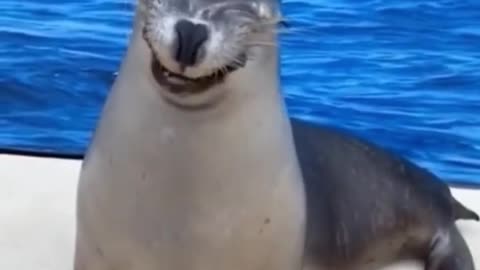 ❤️😹 Funniest Animals 😹 - Best Of 🙊❤️ Funny Animal Videos Ep 13 #Shorts#Pets ❤️
