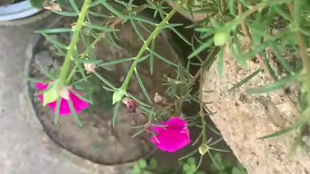 A wide variety of plants