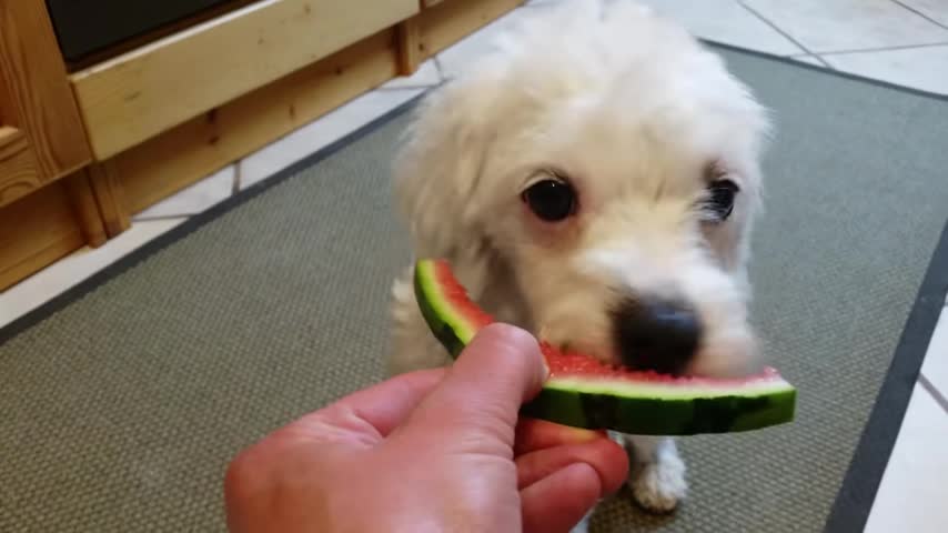 Kavapu during Lucy's watermelon meal